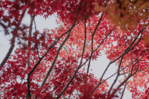 写真作例 オールドレンズとミラーレス
