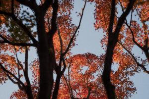 写真作例 オールドレンズとミラーレス