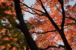 写真作例 オールドレンズとミラーレス