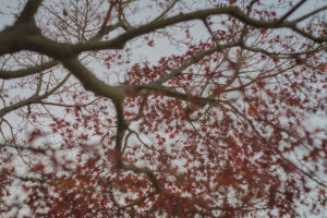 写真作例 オールドレンズとミラーレス