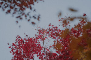 写真作例 オールドレンズとミラーレス