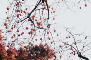 写真作例 オールドレンズとミラーレス