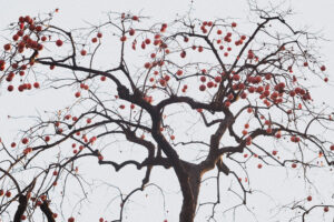 写真作例 オールドレンズとミラーレス