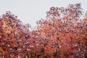 写真作例 オールドレンズとミラーレス