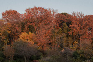 写真作例 オールドレンズとミラーレス