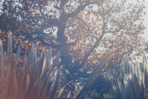 写真作例 オールドレンズとミラーレス