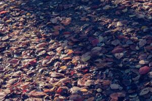 写真作例 オールドレンズとミラーレス