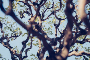 写真作例 オールドレンズとミラーレス