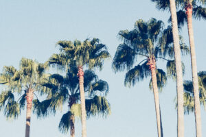 写真作例 オールドレンズとミラーレス