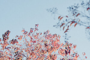 写真作例 オールドレンズとミラーレス