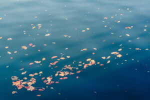 写真作例 オールドレンズとミラーレス