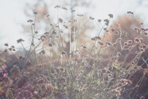 写真作例 オールドレンズとミラーレス
