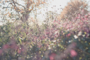 写真作例 オールドレンズとミラーレス