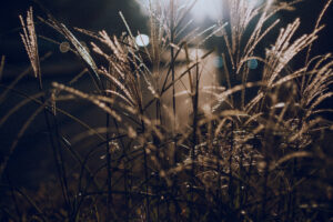 写真作例 オールドレンズとミラーレス