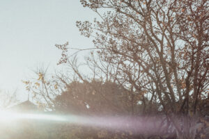 写真作例 オールドレンズとミラーレス