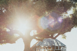 写真作例 オールドレンズとミラーレス