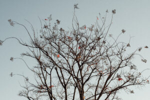 写真作例 オールドレンズとミラーレス