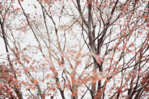 写真作例 オールドレンズとミラーレス