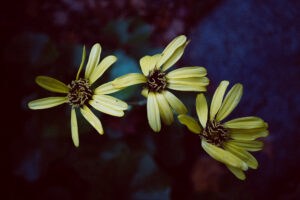 写真作例 オールドレンズとミラーレス