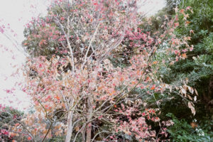 写真作例 オールドレンズとミラーレス