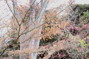 写真作例 オールドレンズとミラーレス