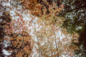 写真作例 オールドレンズとミラーレス