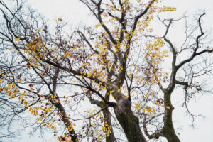 写真作例 オールドレンズとミラーレス