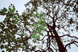 写真作例 オールドレンズとミラーレス