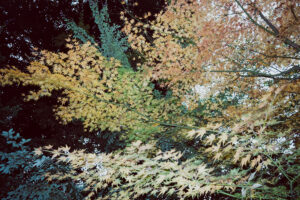 写真作例 オールドレンズとミラーレス