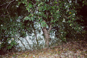 写真作例 オールドレンズとミラーレス