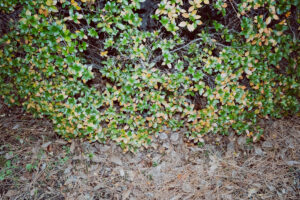 写真作例 オールドレンズとミラーレス