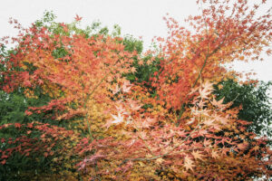 写真作例 オールドレンズとミラーレス