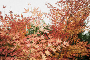 写真作例 オールドレンズとミラーレス