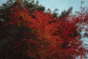 写真作例 オールドレンズとミラーレス