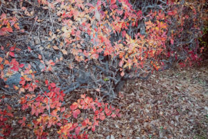 写真作例 オールドレンズとミラーレス