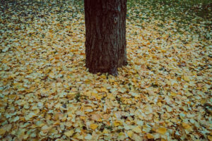 写真作例 オールドレンズとミラーレス