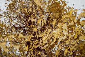 写真作例 オールドレンズとミラーレス