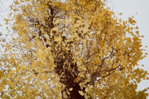 写真作例 オールドレンズとミラーレス