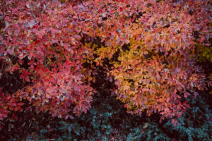 写真作例 オールドレンズとミラーレス