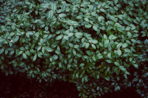 写真作例 オールドレンズとミラーレス