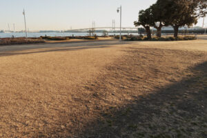 写真作例 オールドレンズとミラーレス