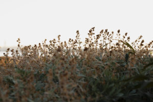 写真作例 オールドレンズとミラーレス