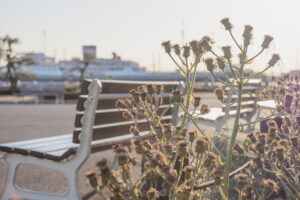 写真作例 オールドレンズとミラーレス
