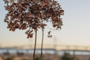 写真作例 オールドレンズとミラーレス