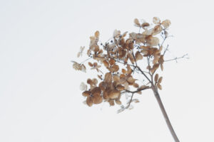 写真作例 オールドレンズとミラーレス