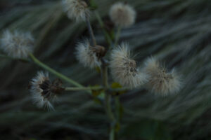写真作例 オールドレンズとミラーレス