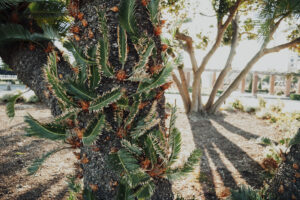 写真作例 オールドレンズとミラーレス
