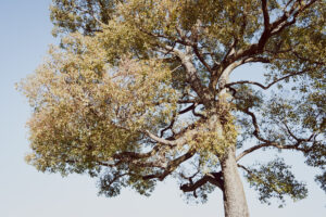 写真作例 オールドレンズとミラーレス