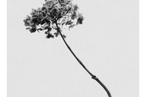 写真作例 オールドレンズとミラーレス