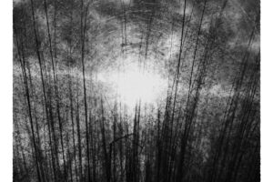 写真作例 オールドレンズとミラーレス